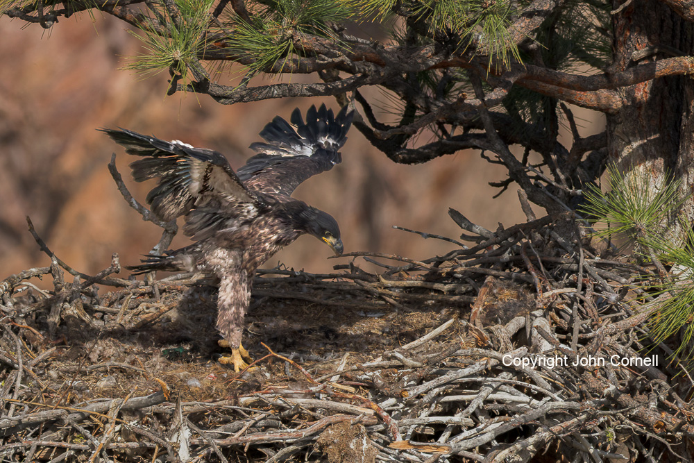 Bald Eagle;Eagle;Haliaeetus leucocephalus;One;avifauna;bird;birds;color image;color photograph;exercise;feather;feathered;feathers;juvenile;natural;nature;one animal;outdoor;outdoors;wild;wilderness;wildlife;wing flap
